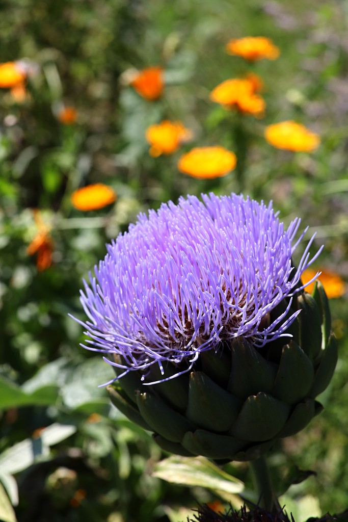 bloemen bloem hdr natuur flora roos rozen tulp tulpen orchidee orchideeen zonnebloem geranium cannabis marihuana wiet hennep sativa indica